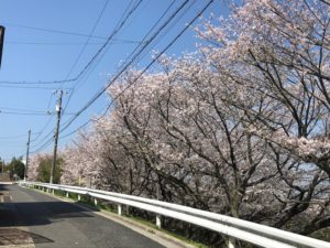 桜全景表
