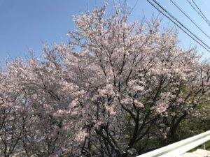 桜１本